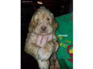 Labradoodle Puppy for sale in Charleston, IL, USA