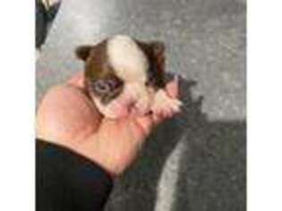 Boston Terrier Puppy for sale in Anaheim, CA, USA