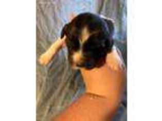 Newfoundland Puppy for sale in Idaho Falls, ID, USA