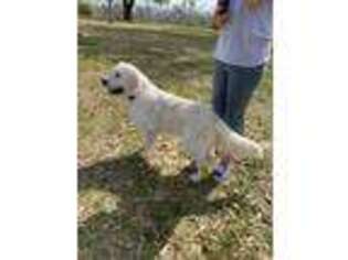 Goldendoodle Puppy for sale in Cottondale, FL, USA