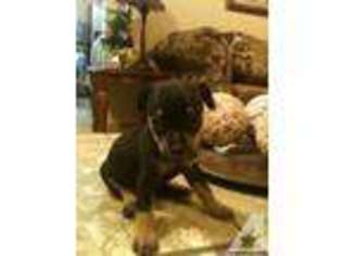 Mutt Puppy for sale in PHARR, TX, USA