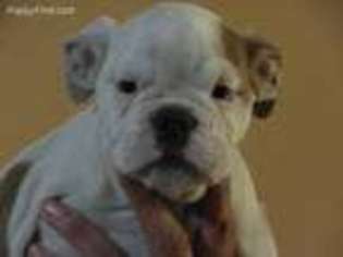 Bulldog Puppy for sale in Newark, NJ, USA