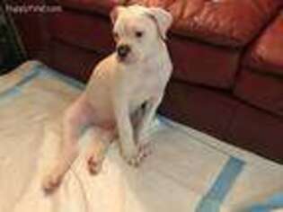 American Bulldog Puppy for sale in Joppa, MD, USA