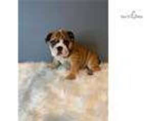 Bulldog Puppy for sale in Boston, MA, USA