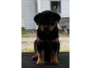Rottweiler Puppy for sale in Assonet, MA, USA