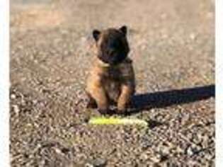 Belgian Malinois Puppy for sale in Winnemucca, NV, USA