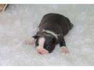 Mutt Puppy for sale in Bokchito, OK, USA