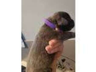 Cane Corso Puppy for sale in Bradford, PA, USA