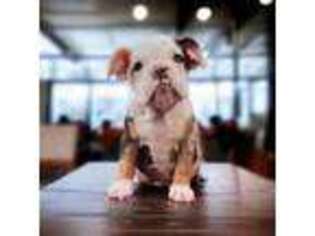 Bulldog Puppy for sale in Buffalo, NY, USA