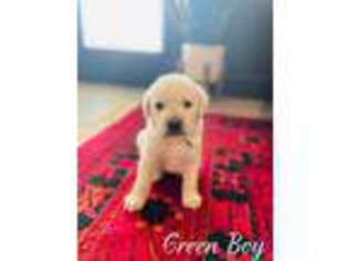 Labrador Retriever Puppy for sale in Weatherford, TX, USA