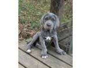 Neapolitan Mastiff Puppy for sale in Moultrie, GA, USA