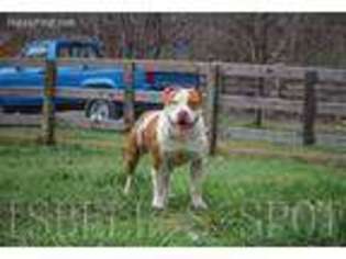 Mutt Puppy for sale in Big Stone Gap, VA, USA