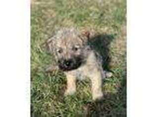 Cairn Terrier Puppy for sale in Benton, MO, USA