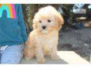 Cavapoo Puppy for sale in Los Angeles, CA, USA