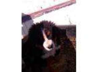 Bernese Mountain Dog Puppy for sale in Covington, OH, USA