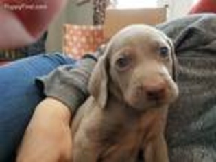 Weimaraner Puppy for sale in Ossipee, NH, USA