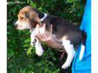 Beagle Puppy for sale in Morgan Hill, CA, USA