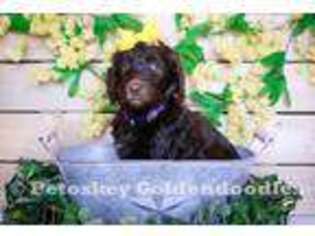 Goldendoodle Puppy for sale in Petoskey, MI, USA