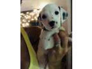 Dalmatian Puppy for sale in Marietta, GA, USA