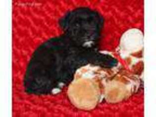 Mutt Puppy for sale in Mannford, OK, USA