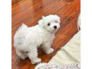 Maltese Puppy for sale in Artesia, CA, USA