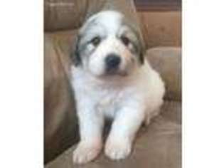 Great Pyrenees Puppy for sale in Elk Creek, VA, USA