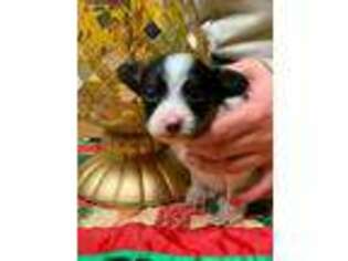 Papillon Puppy for sale in Monmouth, IL, USA