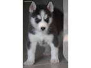 Siberian Husky Puppy for sale in Lecanto, FL, USA
