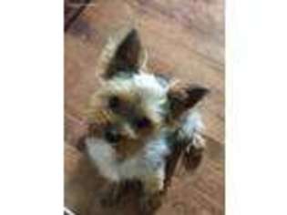 Yorkshire Terrier Puppy for sale in Burnsville, MN, USA