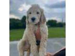Goldendoodle Puppy for sale in New Bern, NC, USA