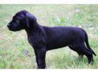 Great Dane Puppy for sale in Covington, GA, USA