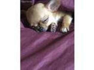 Chihuahua Puppy for sale in Waycross, GA, USA