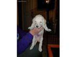 Mutt Puppy for sale in Silverdale, WA, USA