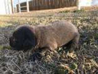 Cane Corso Puppy for sale in Foss, OK, USA