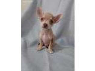 Chihuahua Puppy for sale in Chicopee, MA, USA