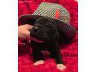 Great Dane Puppy for sale in Gallant, AL, USA