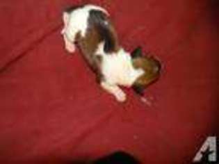 Dachshund Puppy for sale in DUNBAR, PA, USA