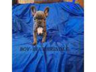 French Bulldog Puppy for sale in Warsaw, MO, USA