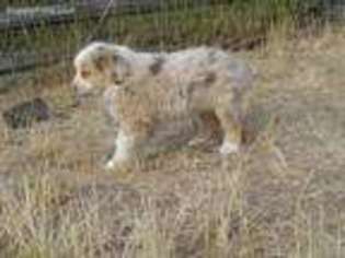 Miniature Australian Shepherd Puppy for sale in Prineville, OR, USA