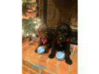 Labradoodle Puppy for sale in Kentwood, LA, USA