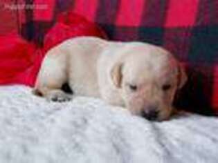Labrador Retriever Puppy for sale in Dublin, TX, USA