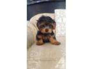 Yorkshire Terrier Puppy for sale in KAILUA, HI, USA