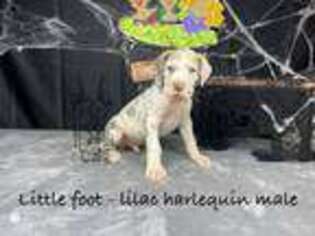 Great Dane Puppy for sale in Prairieville, LA, USA