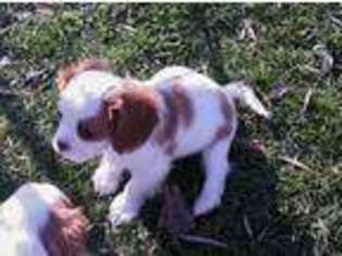 Cavalier King Charles Spaniel Puppy for sale in Cattaraugus, NY, USA