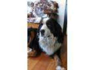 Bernese Mountain Dog Puppy for sale in Cadillac, MI, USA