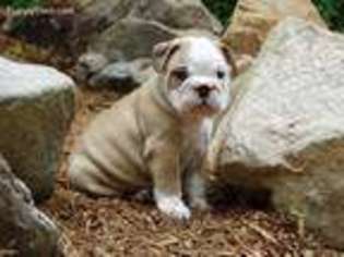 Bulldog Puppy for sale in Barton, MD, USA