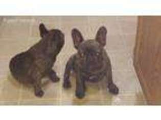 French Bulldog Puppy for sale in Townsend, MT, USA