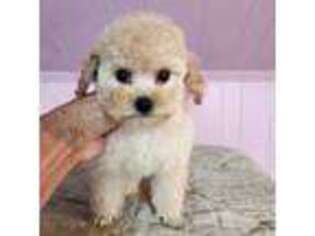 Mutt Puppy for sale in Hinckley, IL, USA