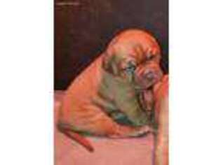 American Bull Dogue De Bordeaux Puppy for sale in Salisbury, MD, USA