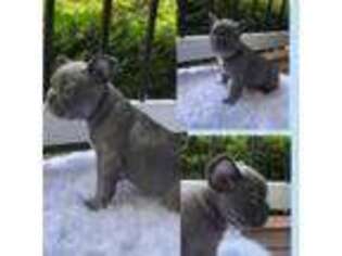 French Bulldog Puppy for sale in Wake Forest, NC, USA